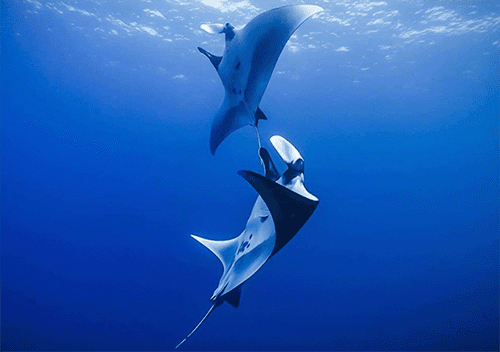 Nautilus adventures socorro mantas sp 500