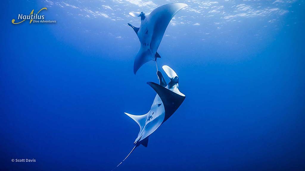 Nautilus fleet socorro dancing mantas scott davis