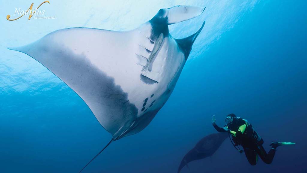 Nautilus fleet socorro manta 006 min