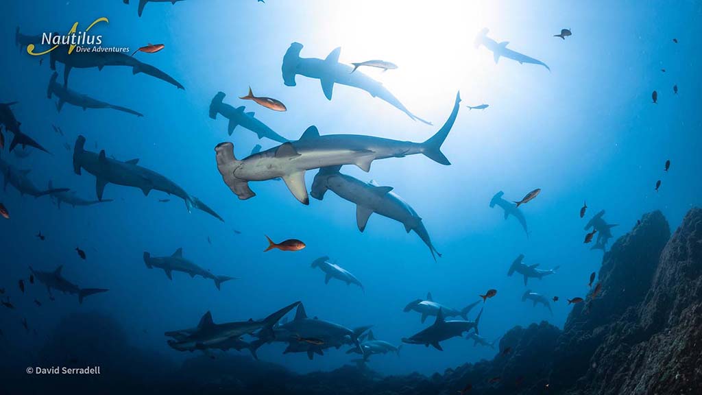 Nautilus fleet socorro schooling hammerheads david serradell 1