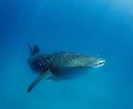 0 diving mafia island tanzania whale shark shutterstock 2139315161 feature340