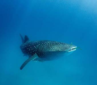 0 diving mafia island tanzania whale shark shutterstock 2139315161 feature340