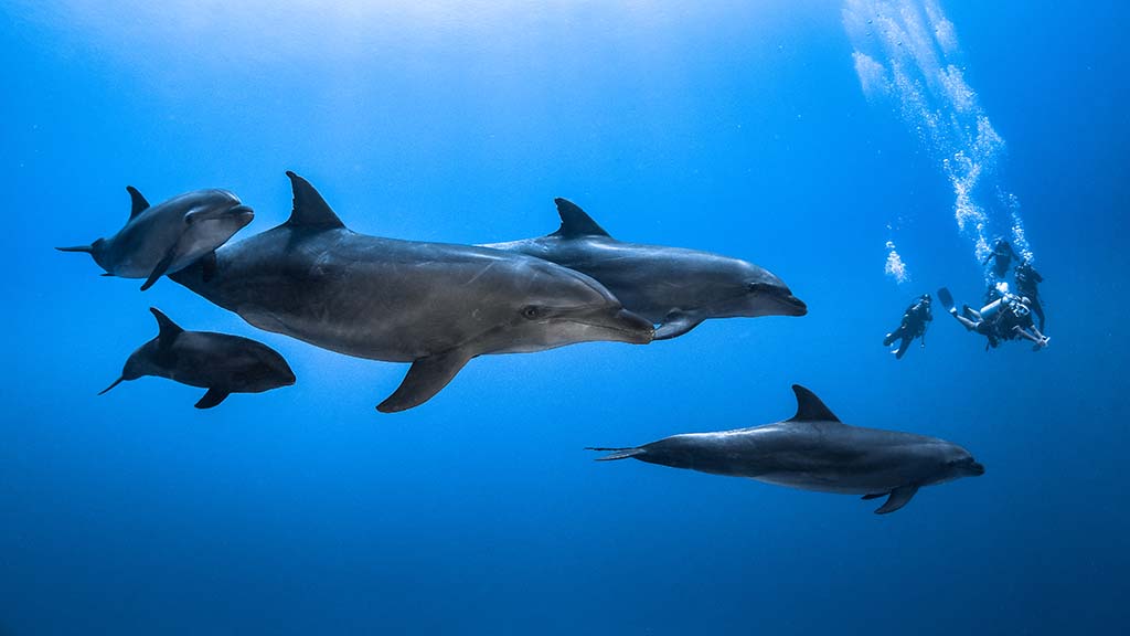 0 swimming with dolphins the islands of tahiti © gregory lecoeur