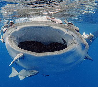 1 dive st helena whale shark mouth feature