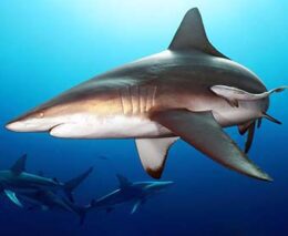 1 diving aliwal shoal south africa baited shark dive feature