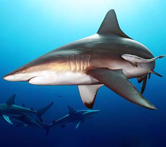 1 diving aliwal shoal south africa baited shark dive feature