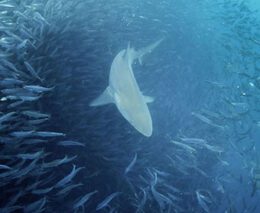 1 diving south africa sardine run feature shutterstock 732758551 1