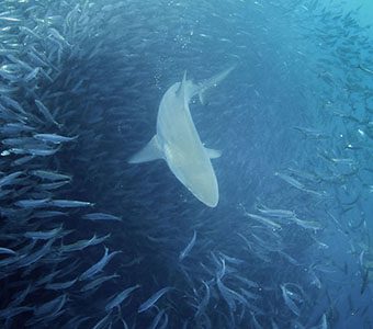 1 diving south africa sardine run feature shutterstock 732758551 1