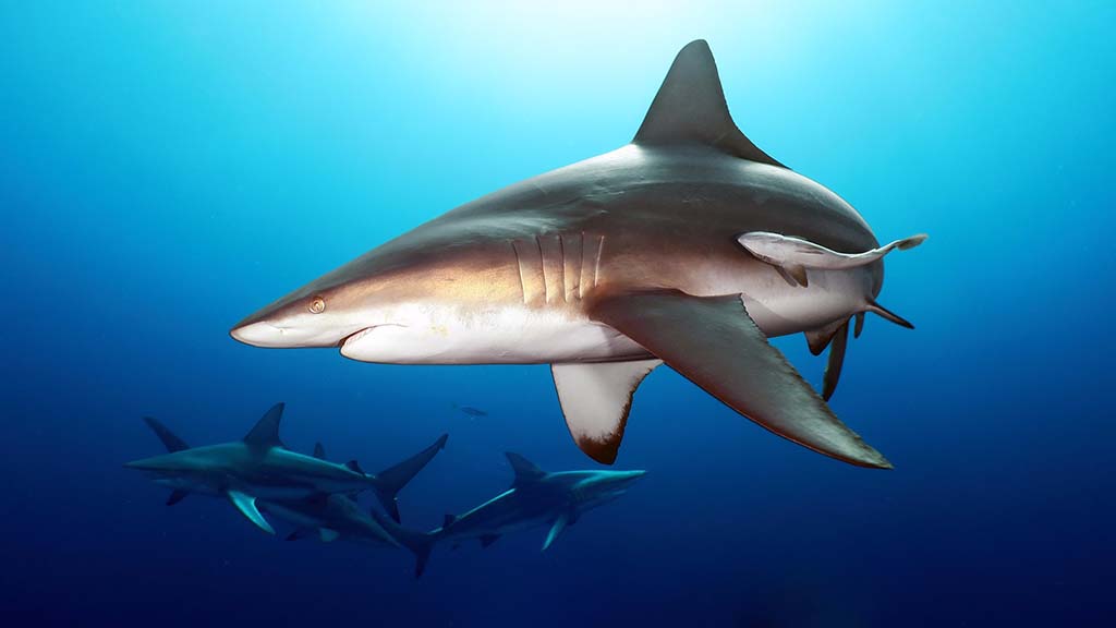 3 diving aliwal shoal south africa baited shark dive