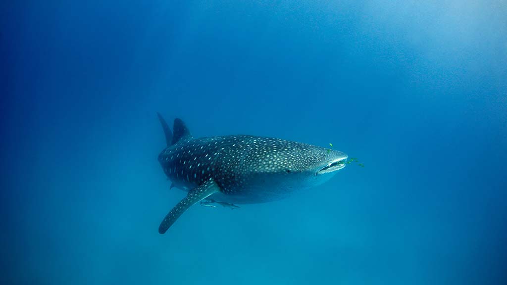 3 diving mafia island tanzania whale shark shutterstock 2139315161