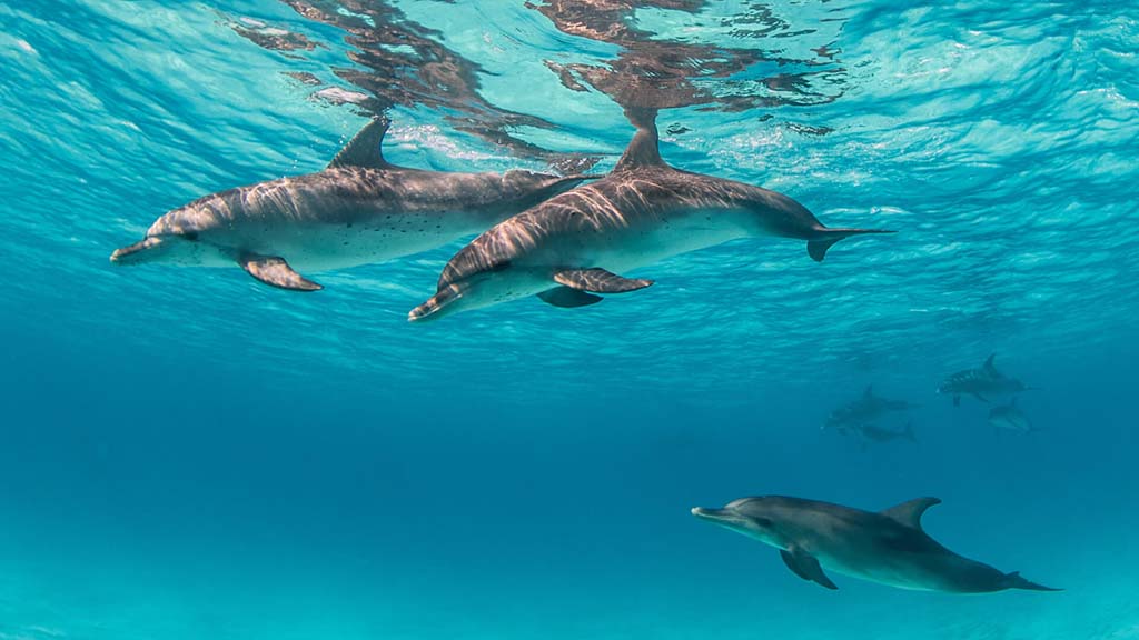 3 diving sodwana bay thonga beach lodge south africa dolphins