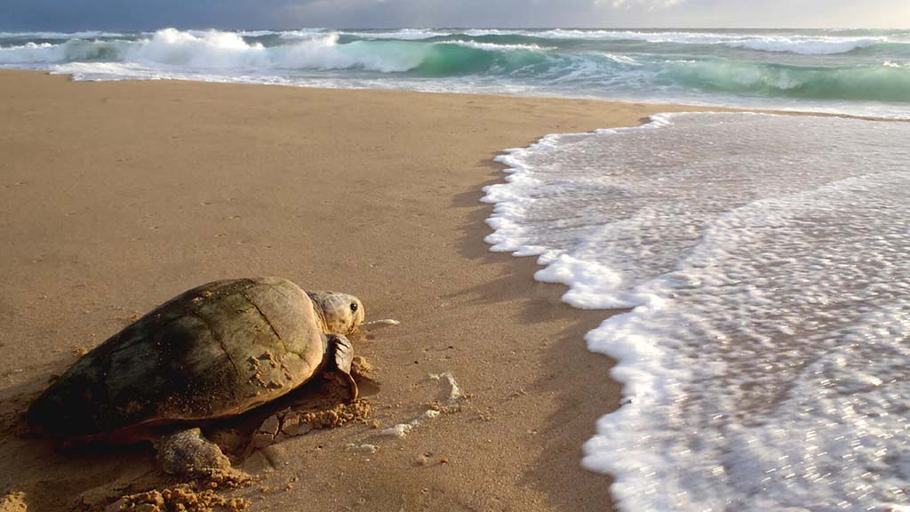 3 diving sodwana bay thonga beach lodge south africa turtle