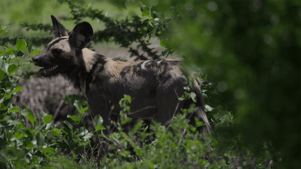 3 rufiji river camp african wild dogs