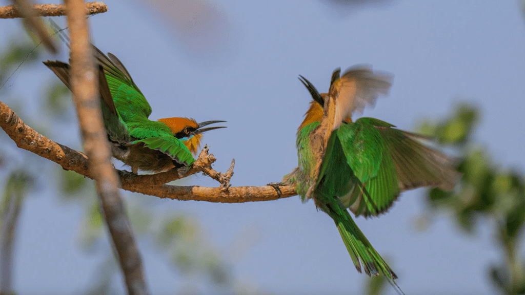 3 rufiji river camp kingfishers