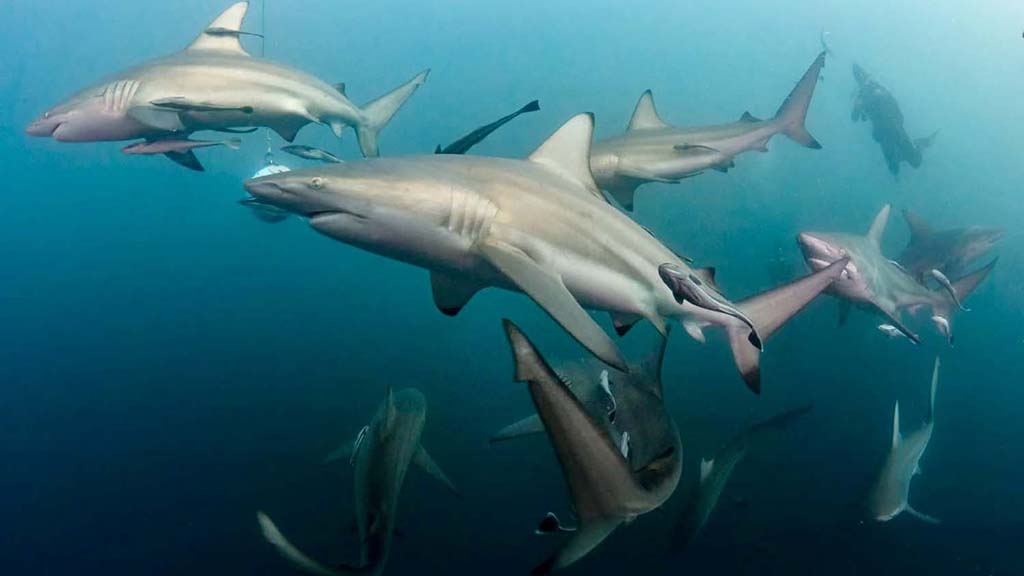 4 diving aliwal shoal south africa baited shark dive richard banks
