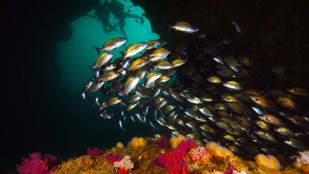 4 diving aliwal shoal south africa soft coral and schooling snapper shutterstock 1193096578