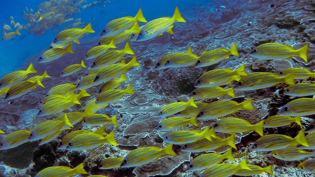 4 diving mafia island tanzania snappers shutterstock 2614264199