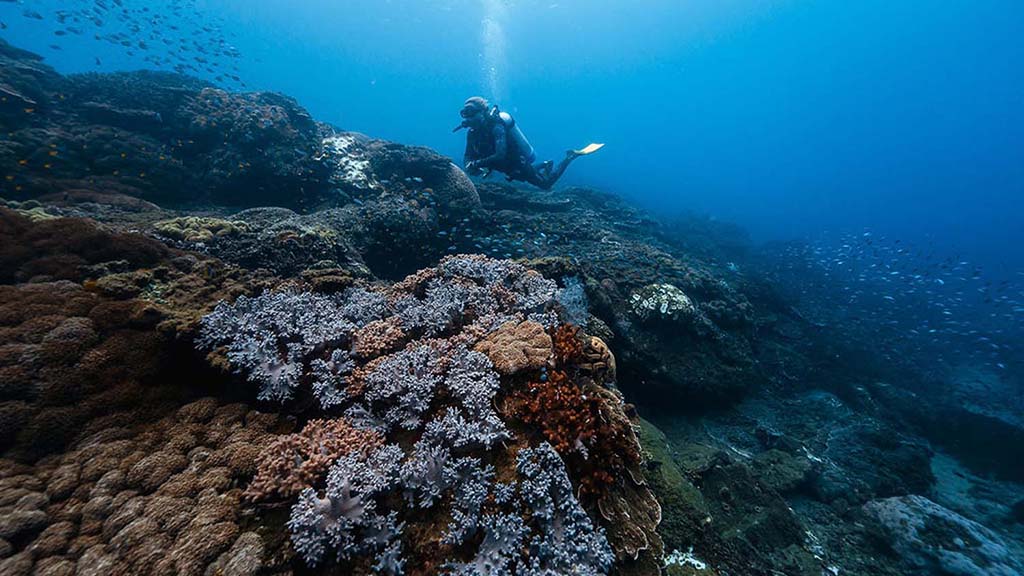 4 great keppel island diving coral and diver