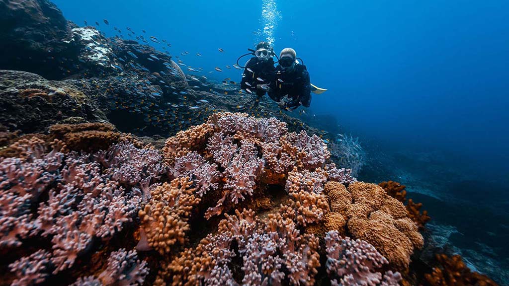 4 great keppel island diving coral reef divers