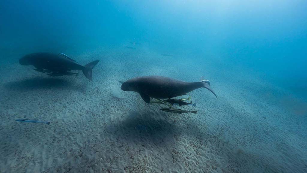 4 great keppel island diving dugongs