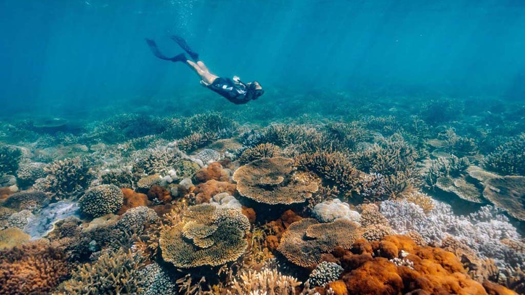 4 great keppel island diving snorkel