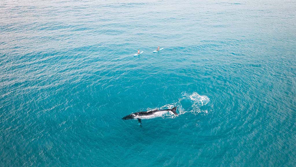 4 great keppel island diving sup and humpback whale