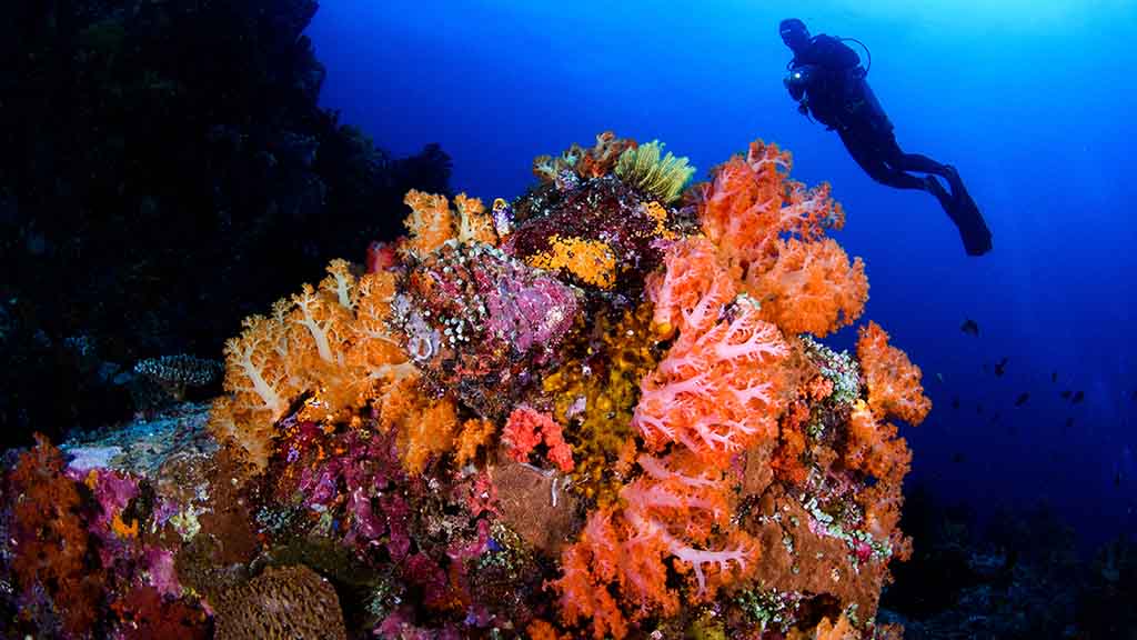 4 murex bangka resort north sulawesi orange soft coral
