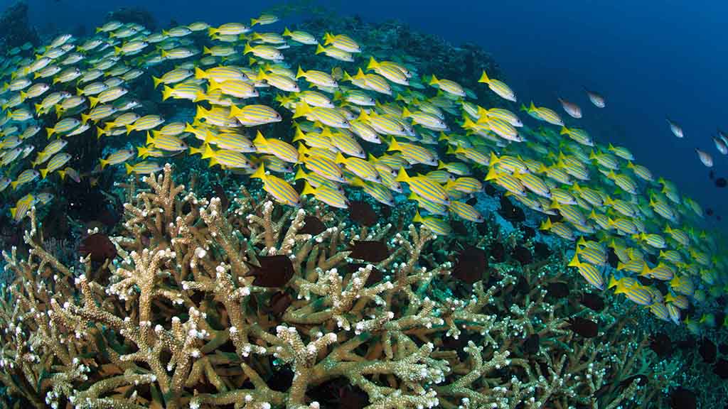 4 murex bangka resort north sulawesi snapper school