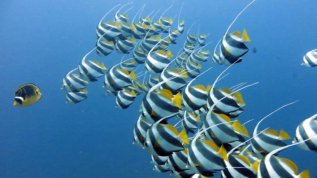 5 dive dive sodwana bay south africa schooling banner fish bikini reef