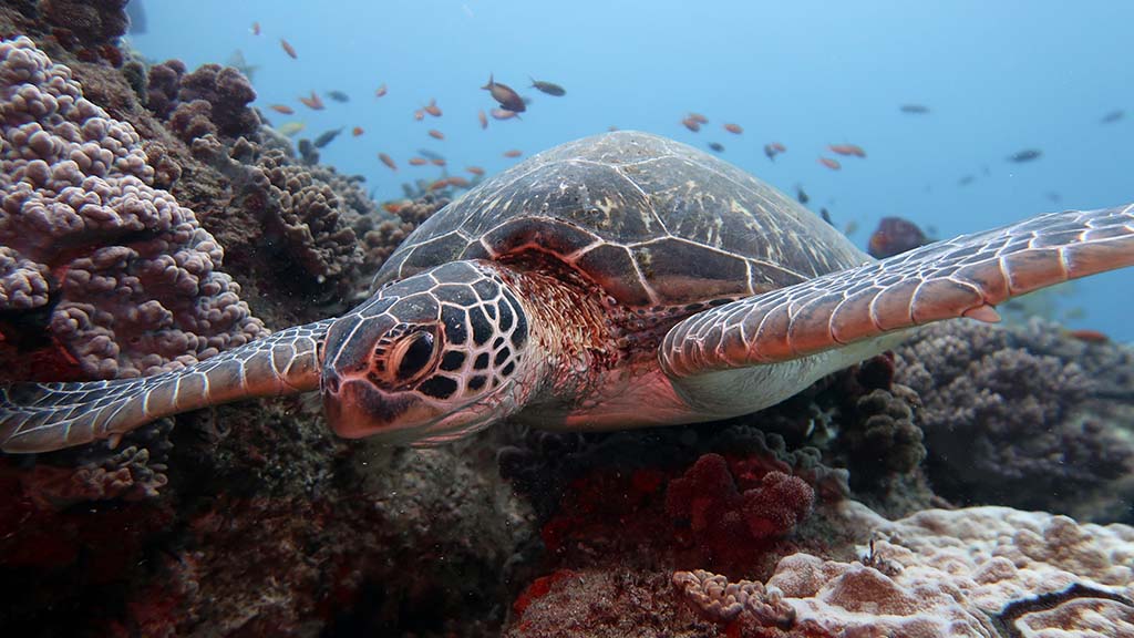 5 dive sodwana bay south africa green turtle grazing stringer reef sodwana bay