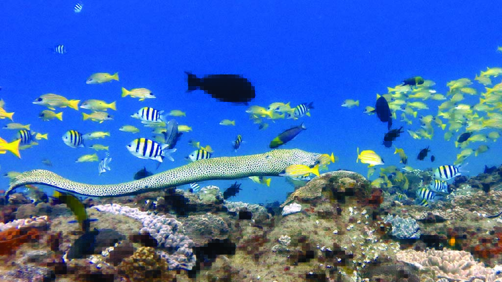 5 dive sodwana bay south africa honeycomb moray eel and schools of fish stringer reef sodwana bay