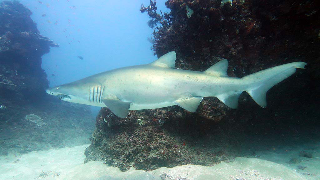 5 dive sodwana bay south africa ragged tooth shark 7 mile reef