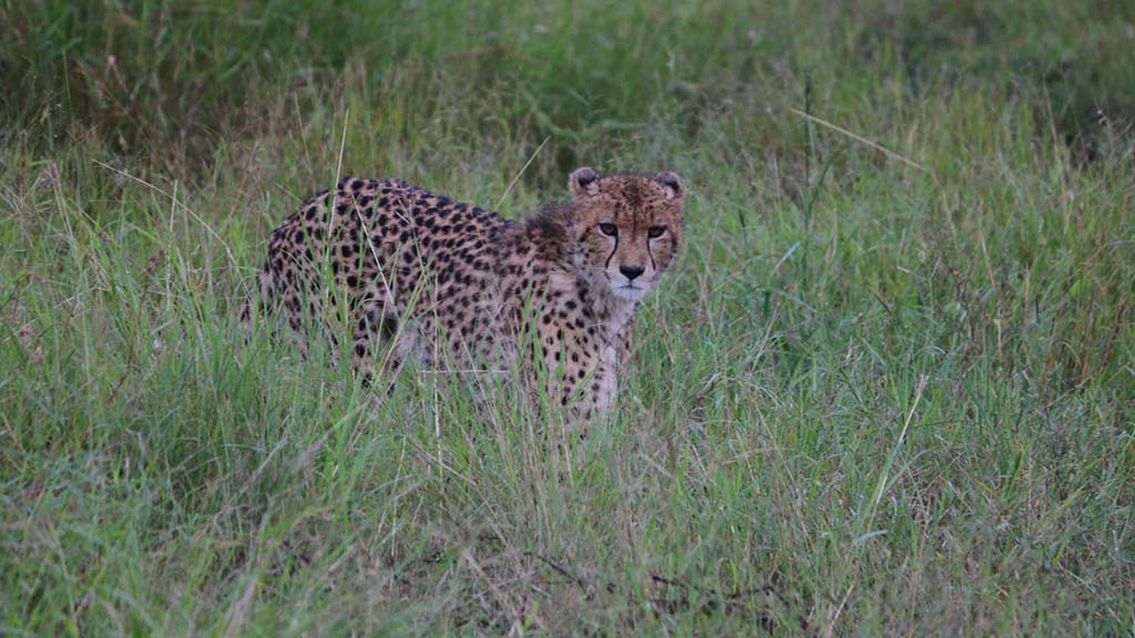 6 diving south africa bayala game lodge cheetah closer
