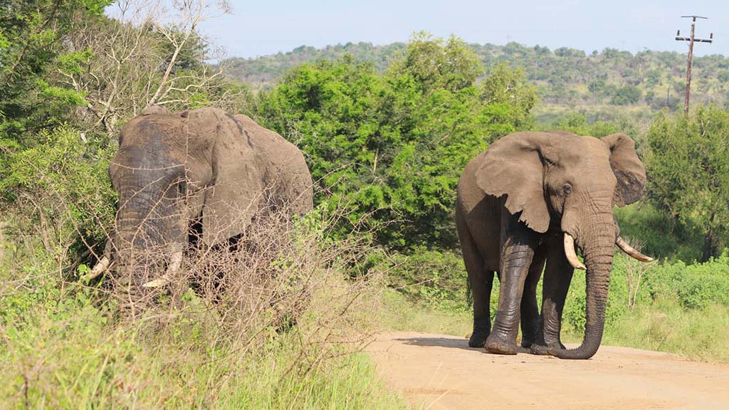 6 diving south africa bayala game lodge elephants l