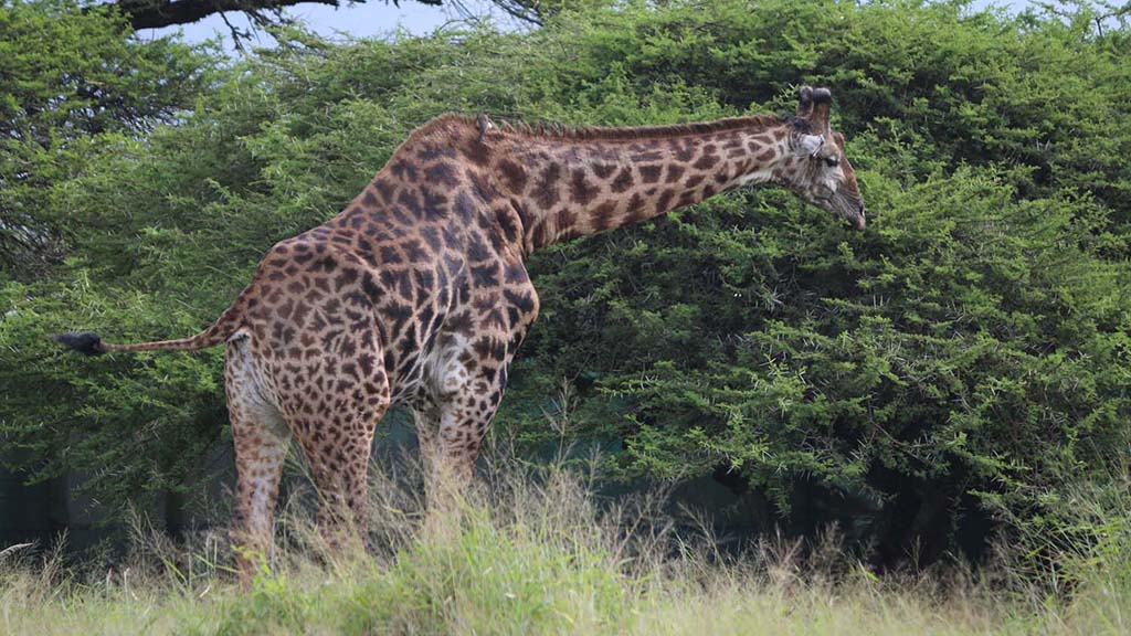 6 diving south africa bayala game lodge giraffe l