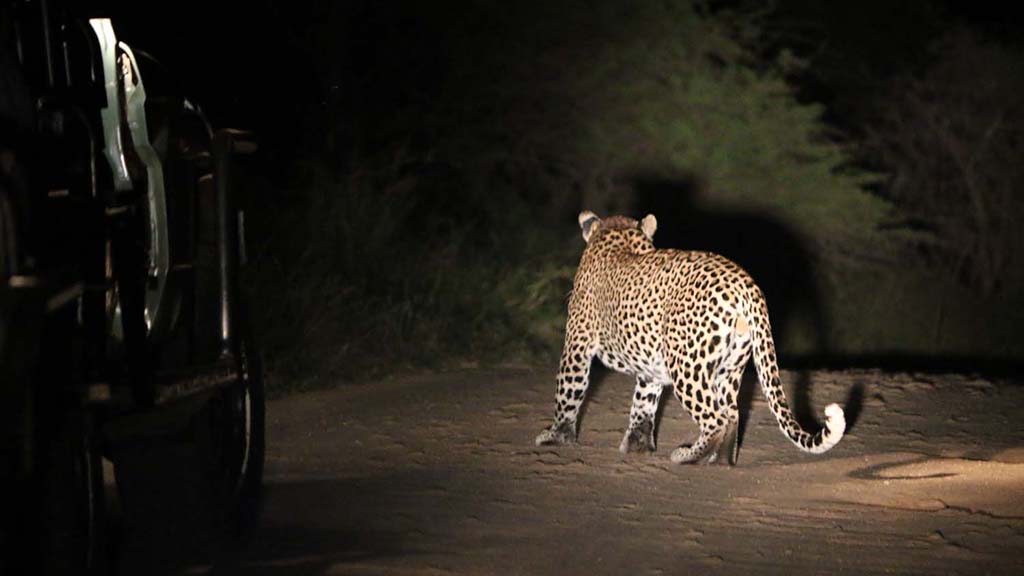 6 diving south africa bayala game lodge leopard