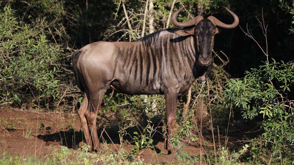 6 diving south africa bayala game lodge wildebeast l