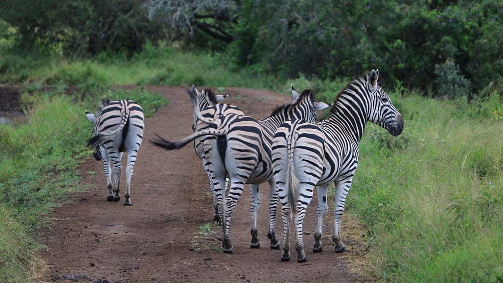 6 diving south africa bayala game lodge zebras on road 2