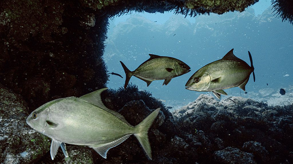 8 dive st helena cave and trevallies