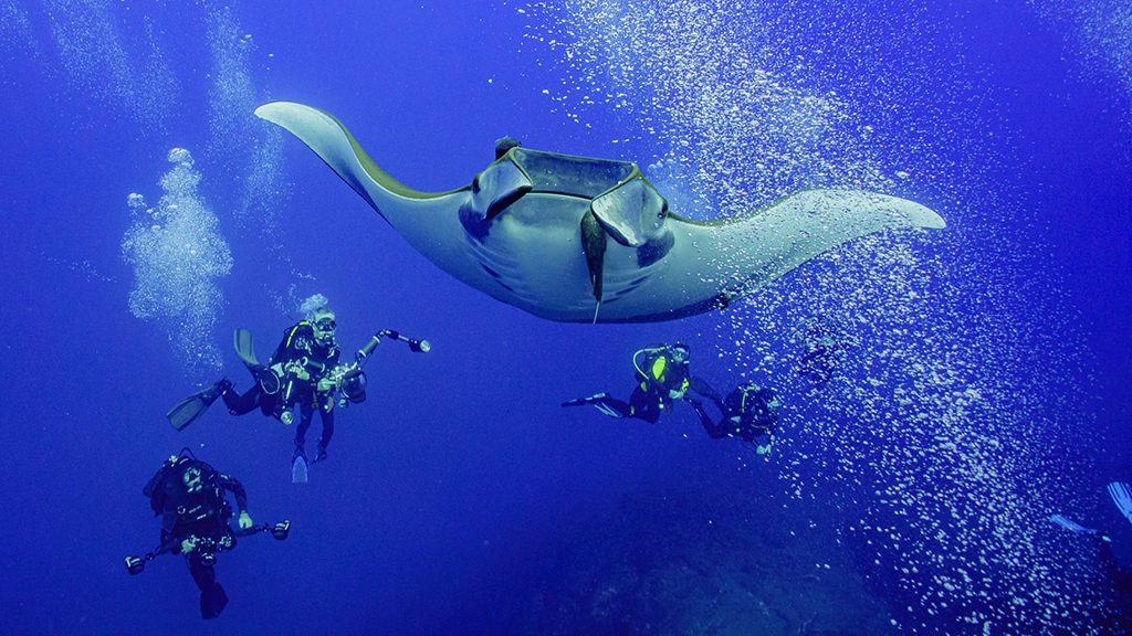 8 dive st helena manta ray and divers
