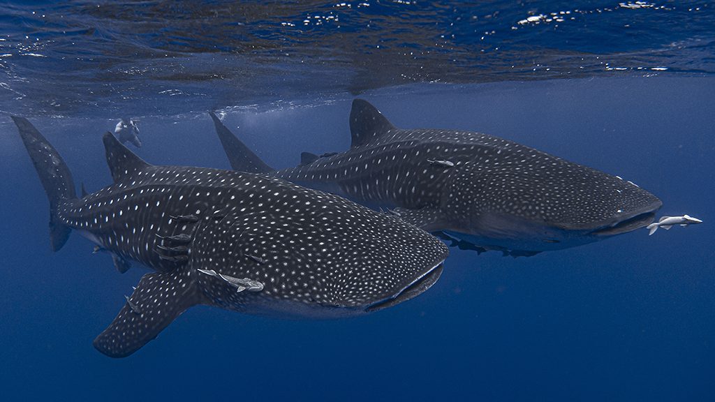 8 dive st helena two whale sharks