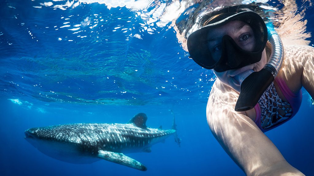 8 dive st helena whale shark and snorkeler