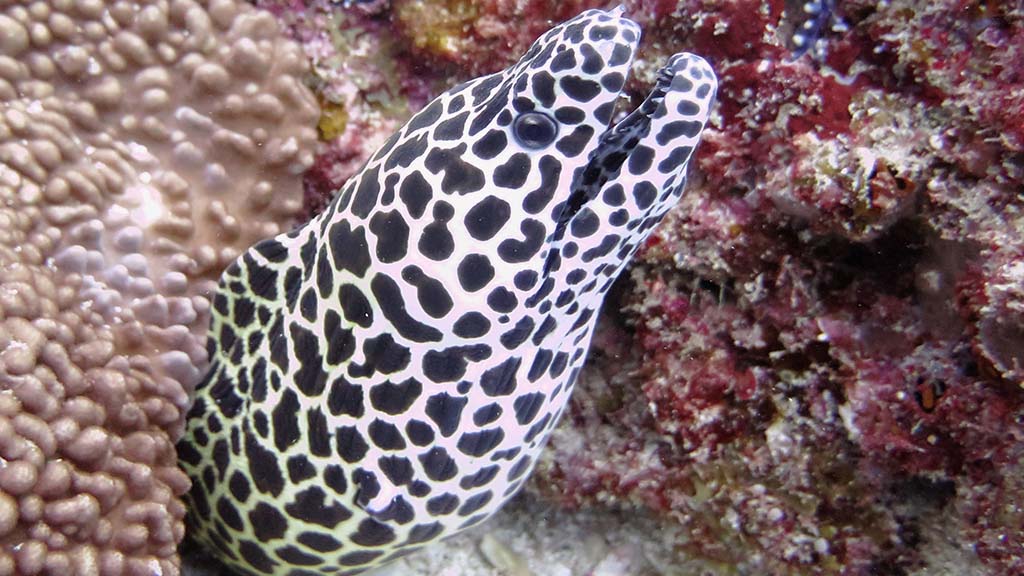 8 diving mafia island tanzania honeycomb moray
