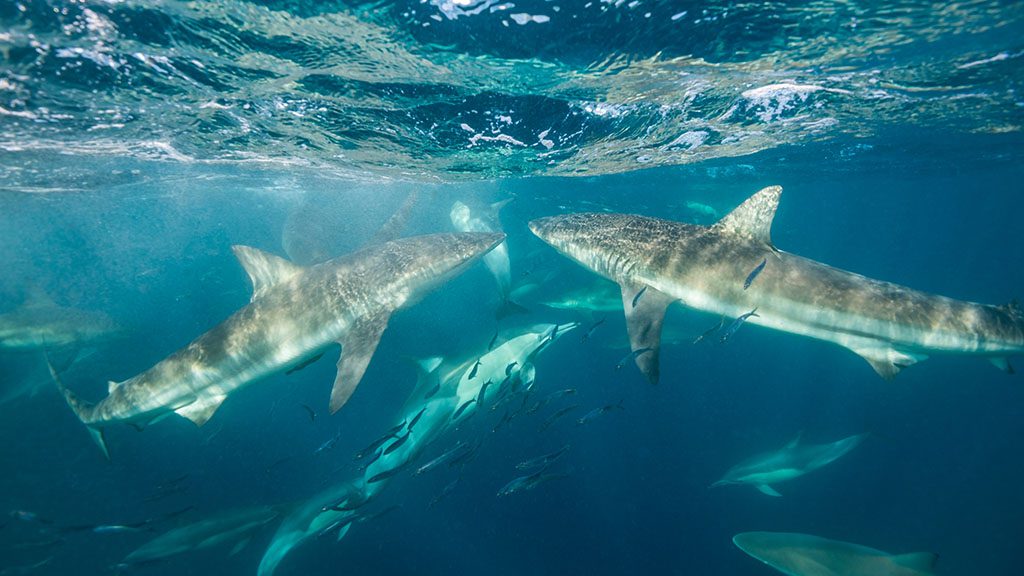 8 diving south africa sardine run bronze whalers shutterstock 1728846841 1