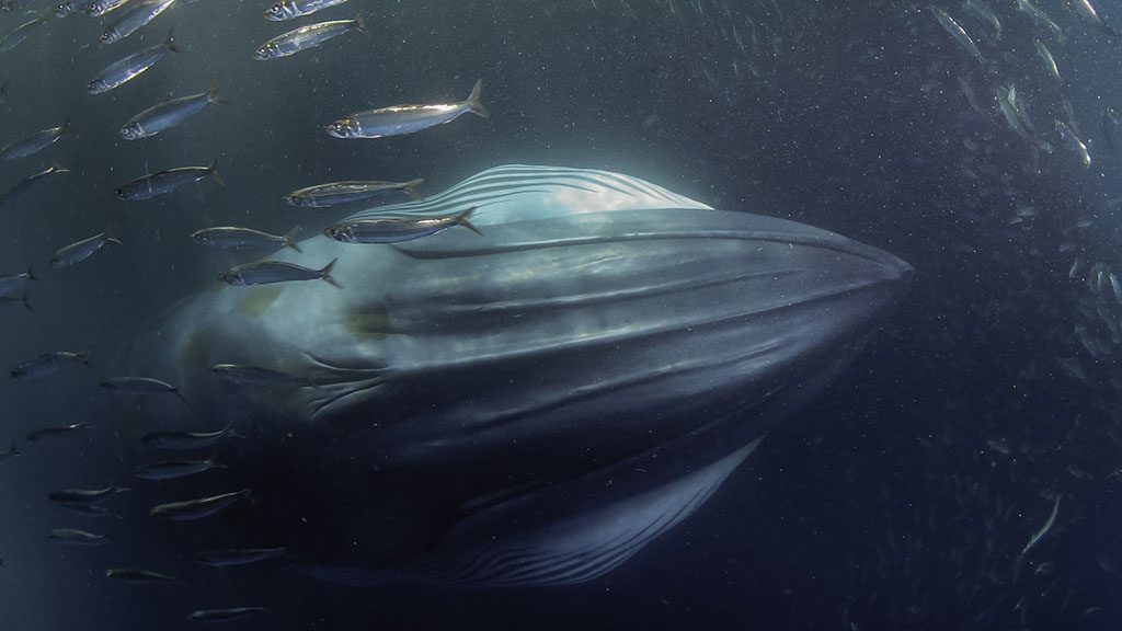 8 diving south africa sardine run brydes whale shutterstock 735167272 1