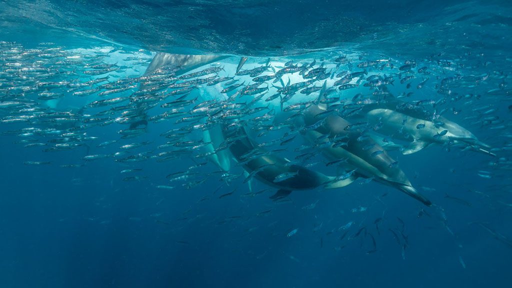 8 diving south africa sardine run dolphins shutterstock 1728846835