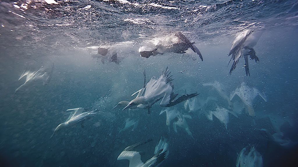 8 diving south africa sardine run gannets shutterstock 104318960