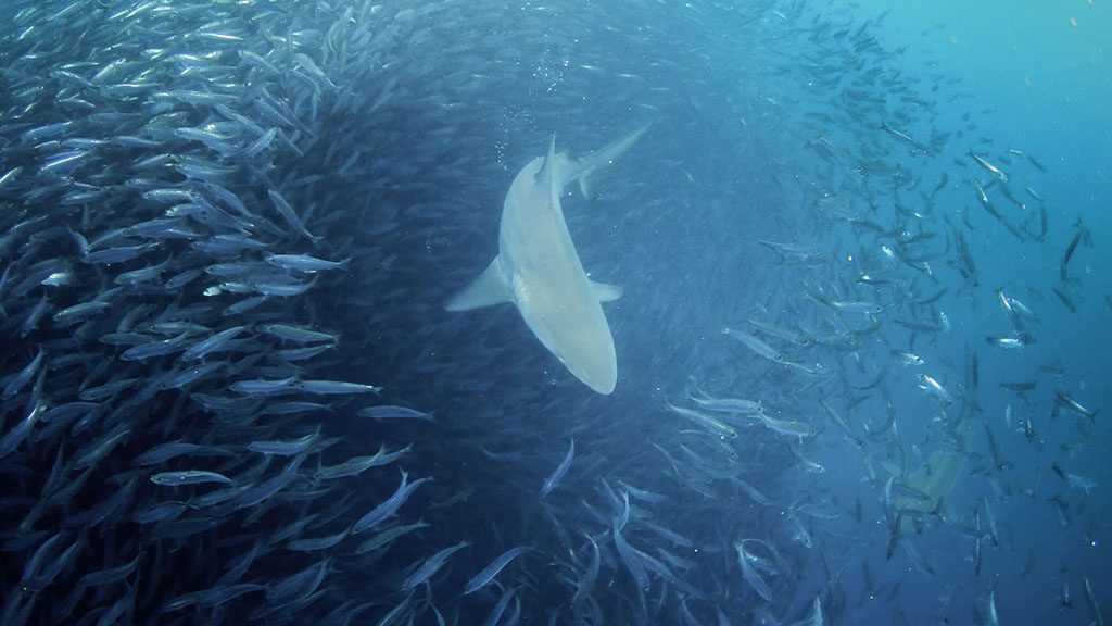8 diving south africa sardine run shutterstock 732758551 1