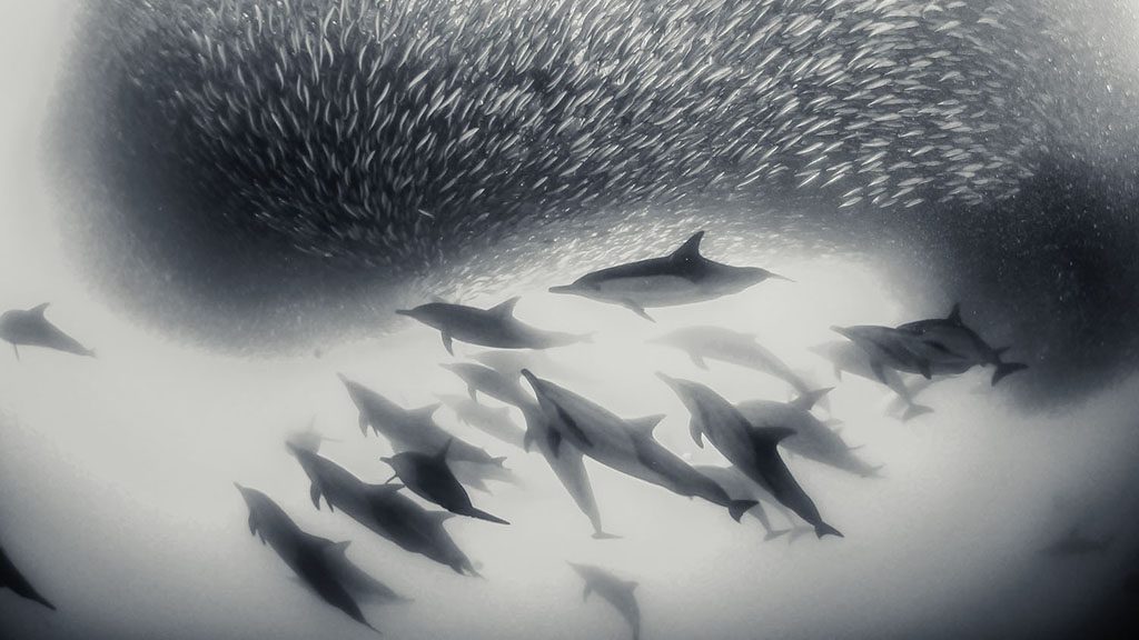 8 diving south arica sardine run dolphins shutterstock 732752275 1