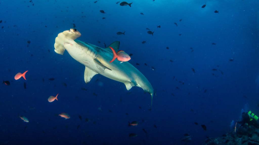 9 diving sodwana bay thonga beach lodge south africa hammerhead